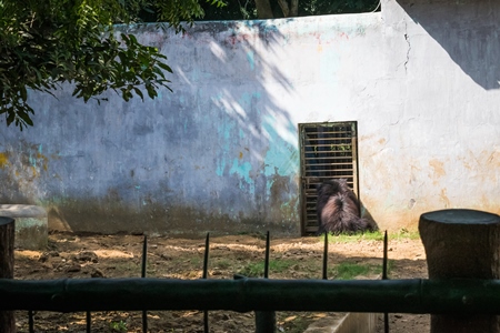 Indian sloth bear in  in a zoo in Patna