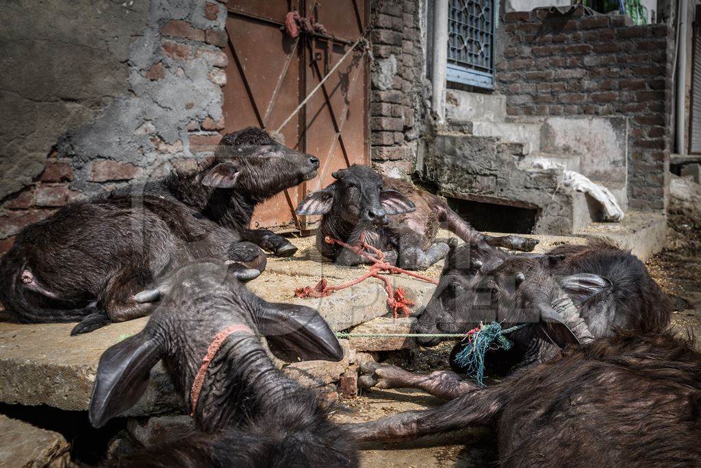 Indian buffalo calves tied up in the street and suffering in the heat, part of Ghazipur dairy farms, Delhi, India, 2022