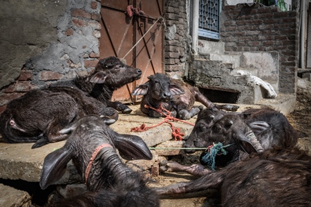 Indian buffalo calves tied up in the street and suffering in the heat, part of Ghazipur dairy farms, Delhi, India, 2022