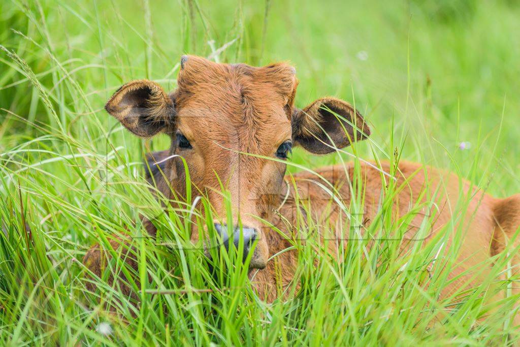 Brown cow sitting in the green grass on a rural dairy farm in Meghalaya