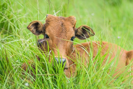 Brown cow sitting in the green grass on a rural dairy farm in Meghalaya