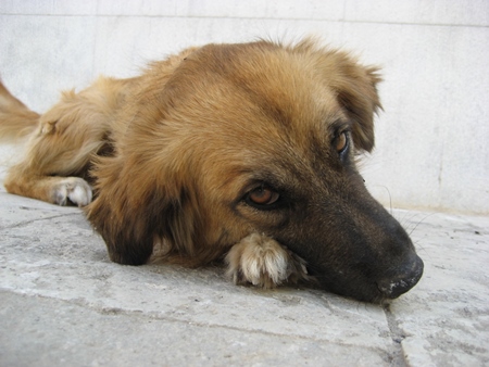 Sad looking dog with head on paw