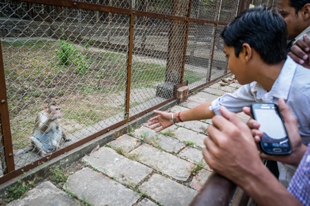 Visitors watching monkeys through the bars in Byculla zoo