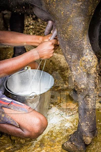 Dairy cow being milked by farmer in a dirty urban dairy