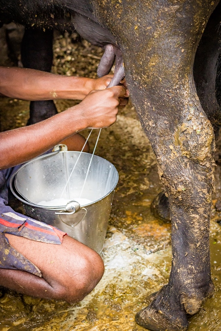 Dairy cow being milked by farmer in a dirty urban dairy