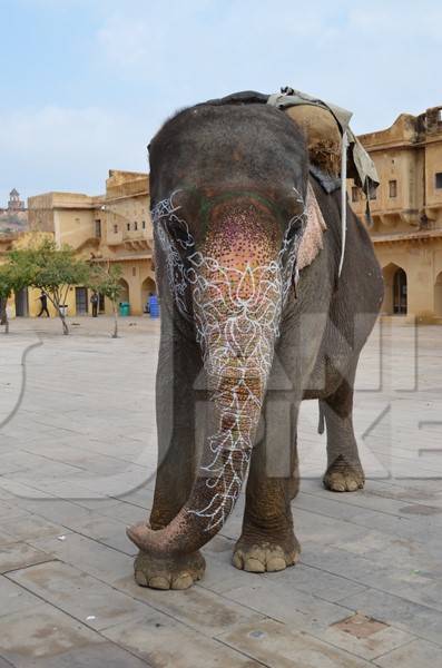 One elephant outside Amber Fort