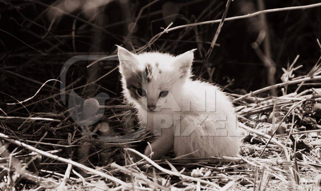 Small cute white kitten in sepia