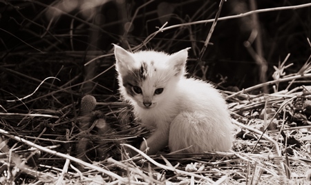 Small cute white kitten in sepia