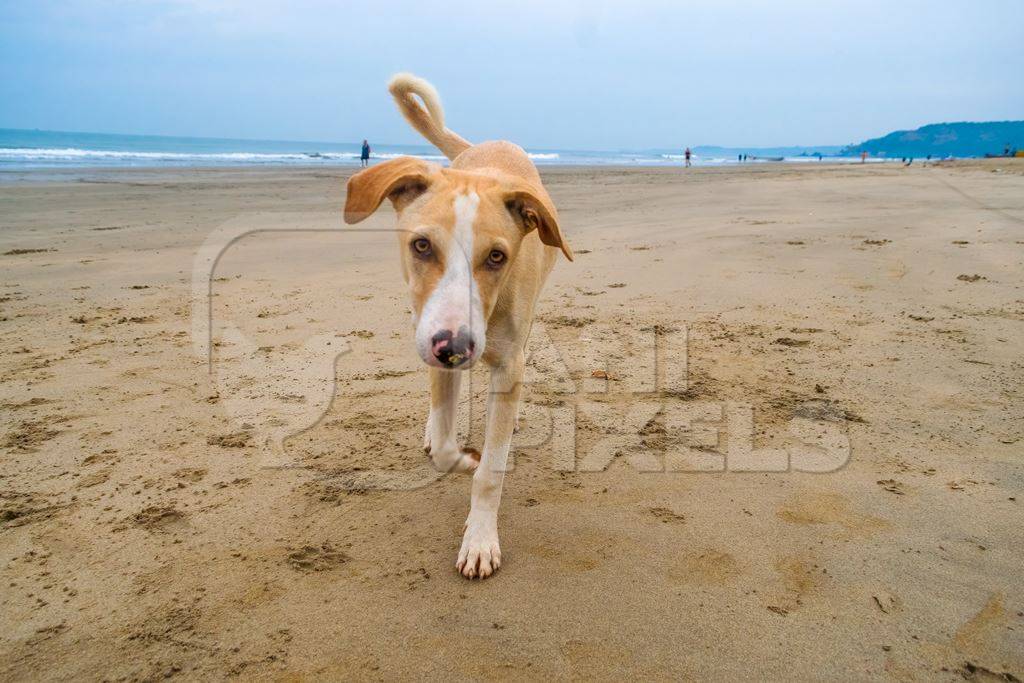 Photo of Indian street or stray puppy dog on beach in Goa with blue sky background in India
