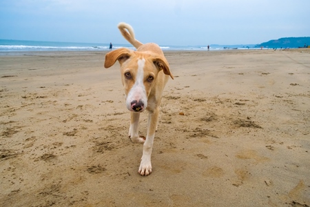 Photo of Indian street or stray puppy dog on beach in Goa with blue sky background in India