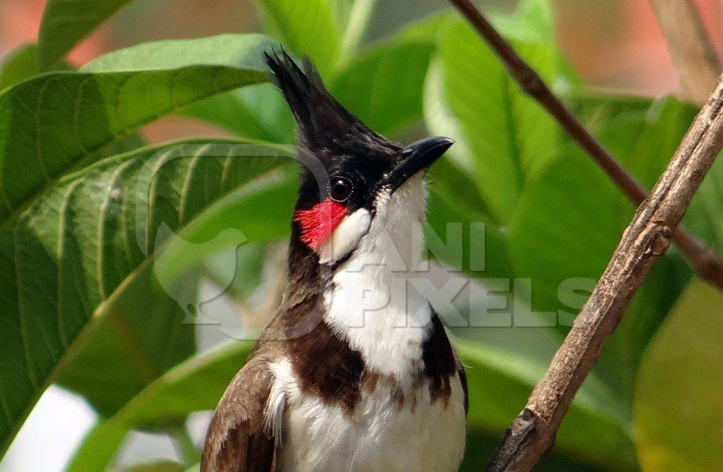 Red whiskered bulbul close up with green foliage