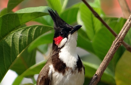 Red whiskered bulbul close up with green foliage