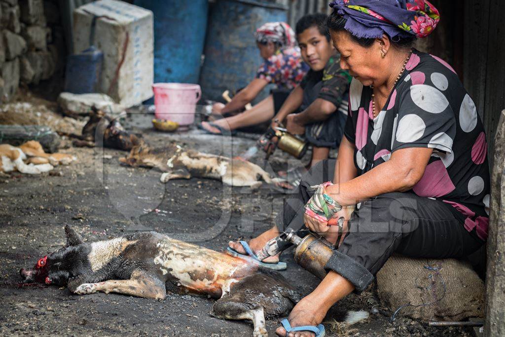 Dogs clubbed to death, blowtorched, then sold for meat at a dog market in Nagaland, India, 2018