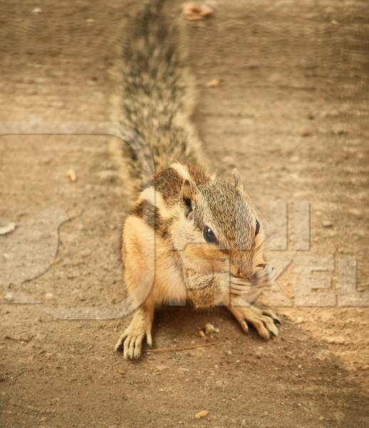 Indian palm squirrel on the ground