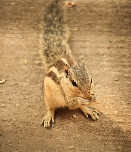 Indian palm squirrel on the ground