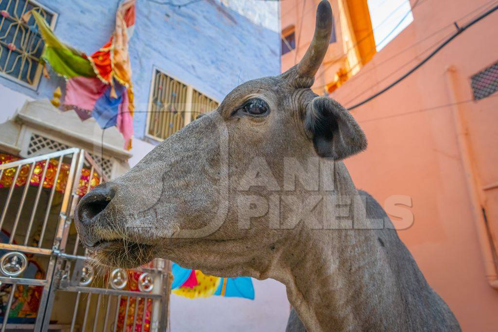 Photo of face of grey Indian street cow or bullock walking on the street in the urban city of Jodhpur in Rajasthan in India with orange wall background