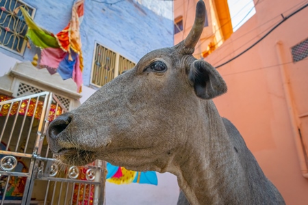 Photo of face of grey Indian street cow or bullock walking on the street in the urban city of Jodhpur in Rajasthan in India with orange wall background