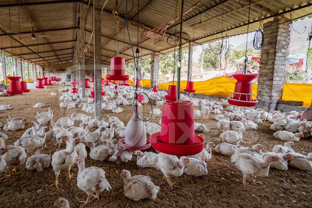 Broiler chickens in an Indian broiler chicken shed on a poultry farm in Maharashtra in India, 2021