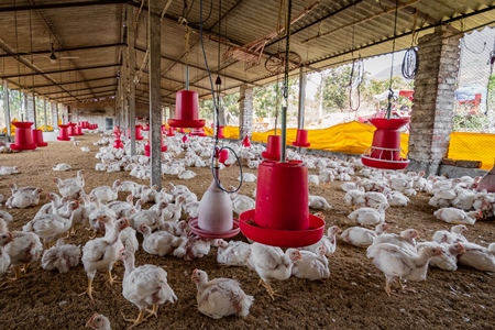 Broiler chickens in an Indian broiler chicken shed on a poultry farm in Maharashtra in India, 2021