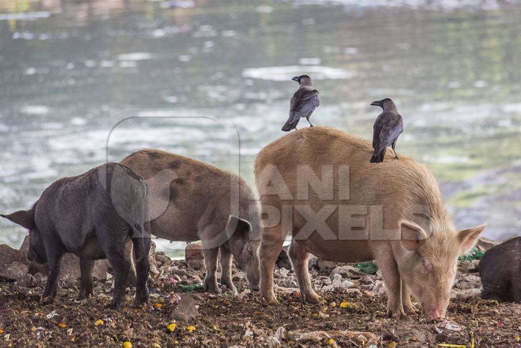 Urban feral city pigs next to river in city in India