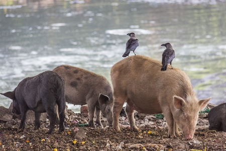 Urban feral city pigs next to river in city in India