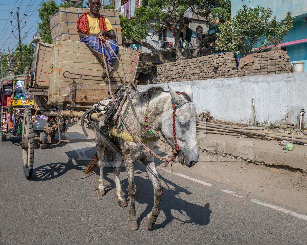 Horse used for labour on the road pulling overloaded cart with man in Bihar