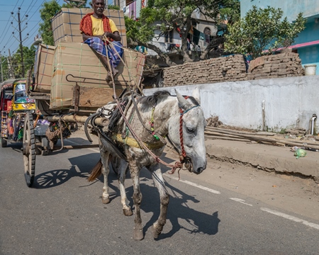 Horse used for labour on the road pulling overloaded cart with man in Bihar