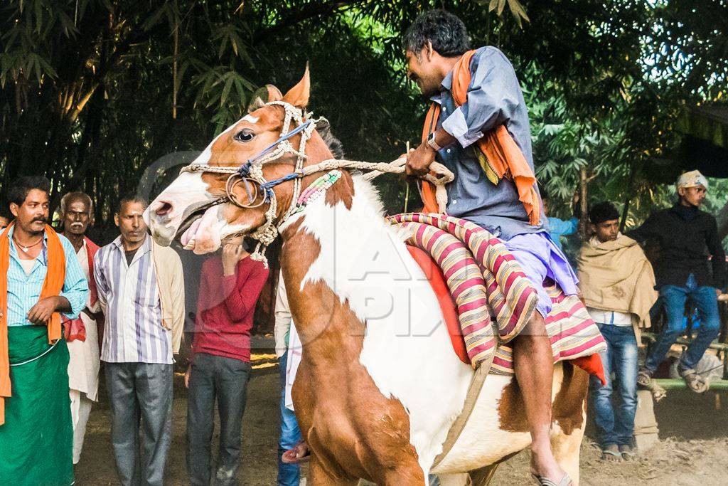 One man riding a brown and white horse at a horse race at Sonepur horse fair