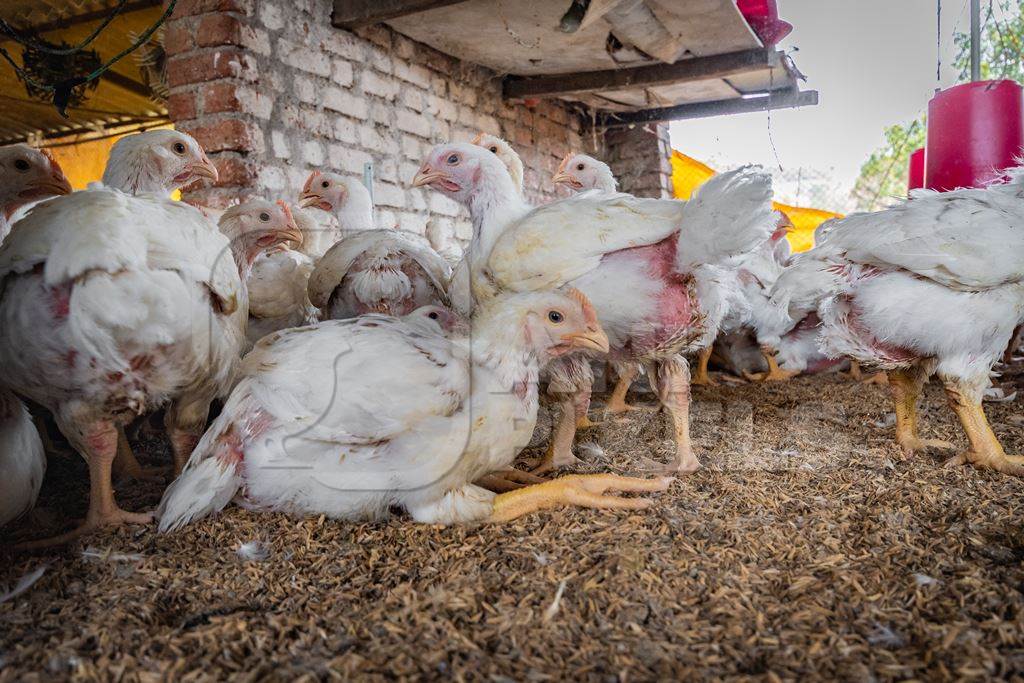 Indian broiler chickens inside a shed on a poultry farm in Maharashtra in India, 2021