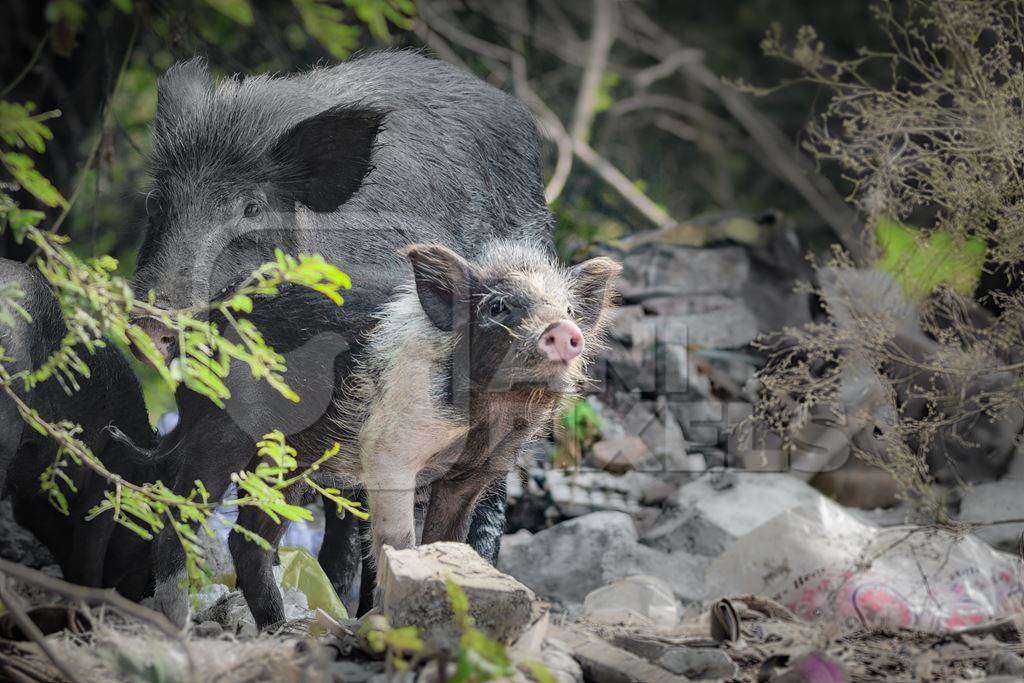 Indian feral mother pig and piglet on wasteland next to a garbage dump in a city in Maharashtra, India, 2022