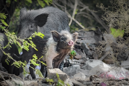 Indian feral mother pig and piglet on wasteland next to a garbage dump in a city in Maharashtra, India, 2022
