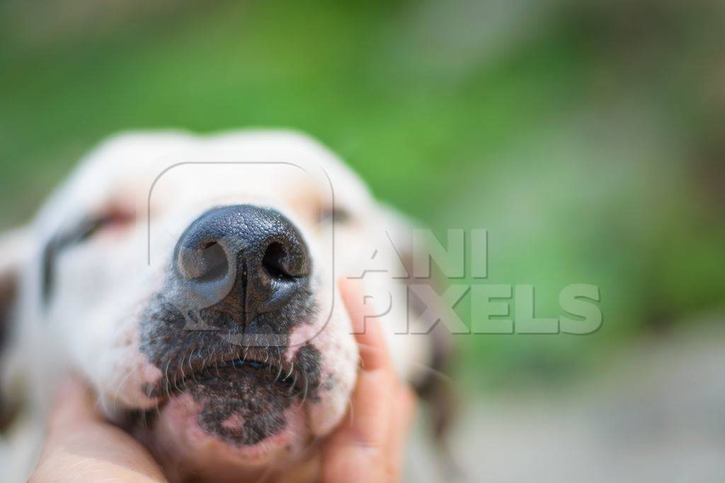 Close up of face and nose of stray street dog