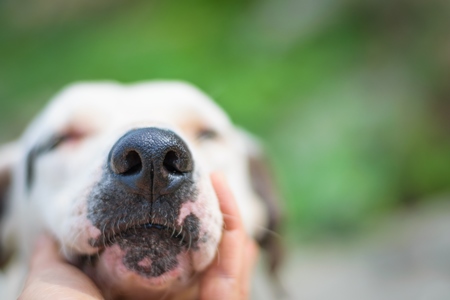 Close up of face and nose of stray street dog