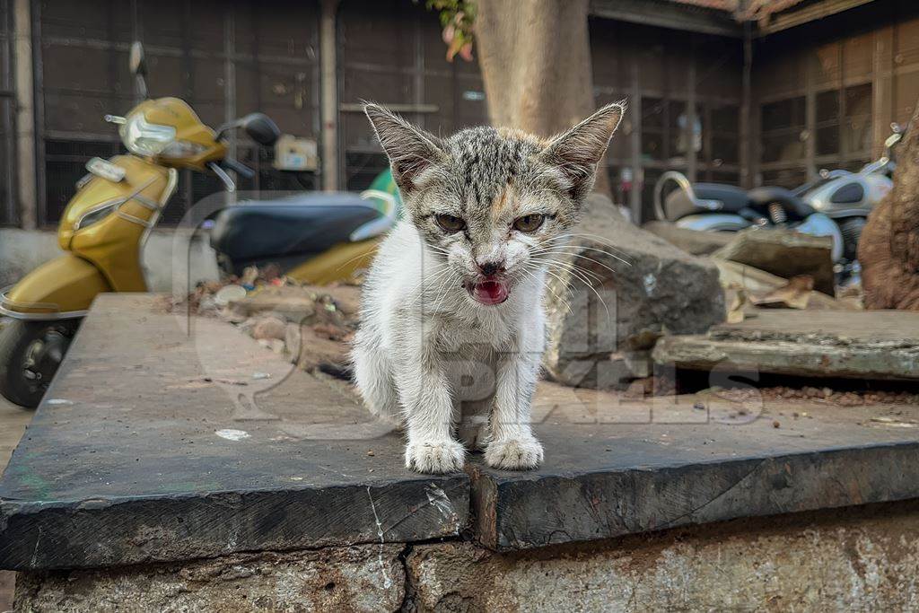 Indian street or stray kitten at Shivaji market, Pune, India, 2024