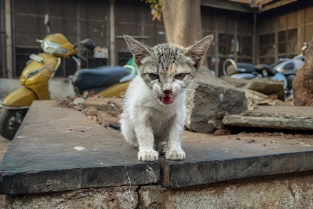 Indian street or stray kitten at Shivaji market, Pune, India, 2024
