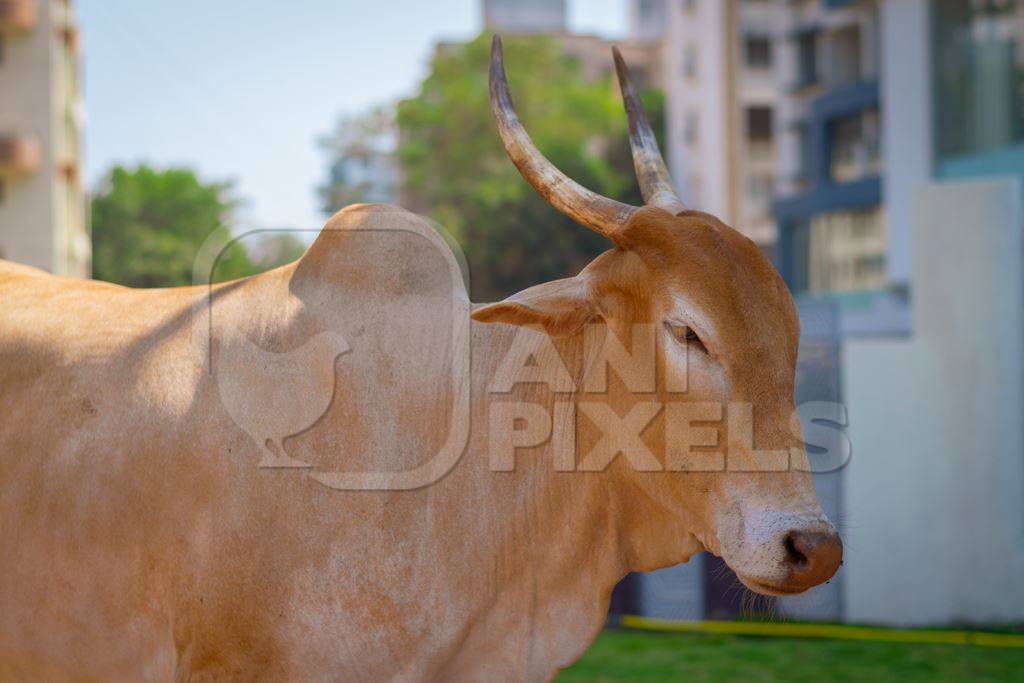 Brown Indian street cow or bullock with hump and large horns in the road in an urban city in India