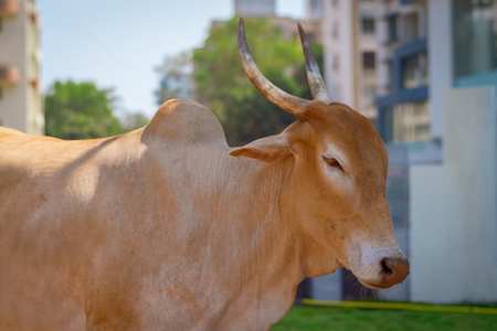 Brown Indian street cow or bullock with hump and large horns in the road in an urban city in India