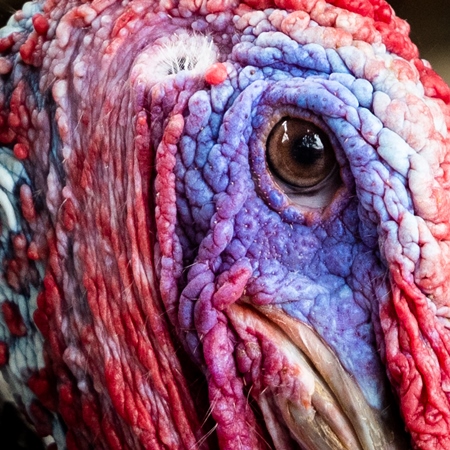 Turkey in captivity at a mini zoo at Dolphin Aquarium, Mumbai