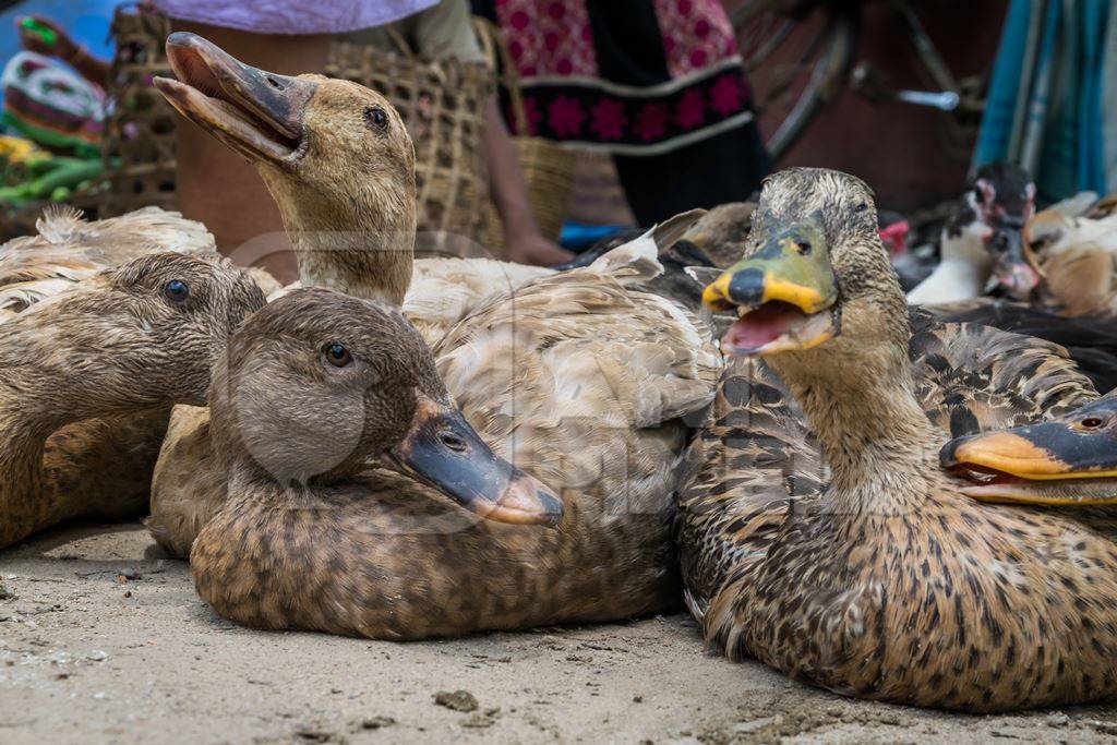 Ducks on sale for meat at an animal market