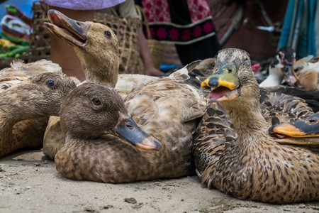 Ducks on sale for meat at an animal market