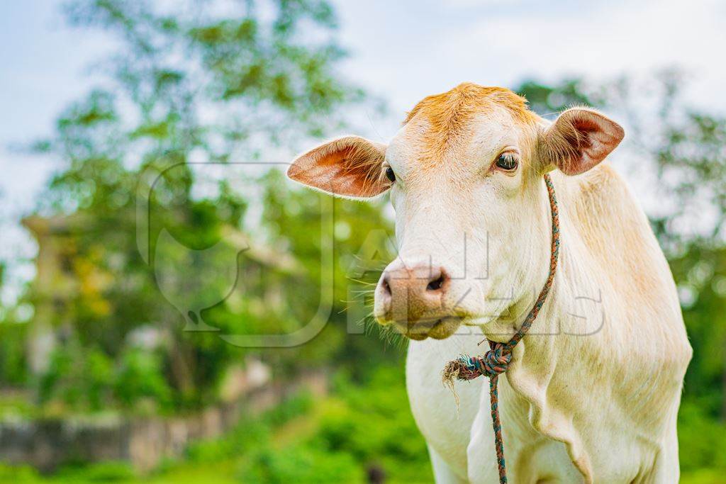 Cream colour Indian cow in field on dairy farm in Assam, India