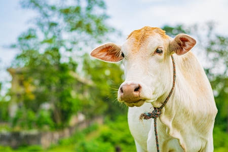 Cream colour Indian cow in field on dairy farm in Assam, India