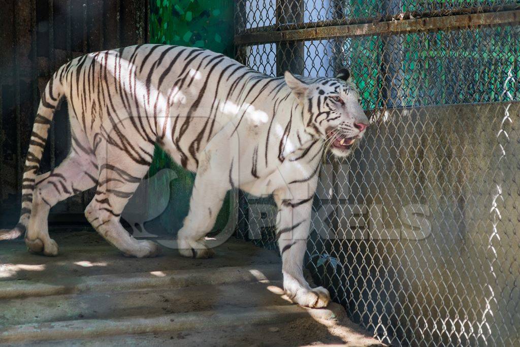 White tiger pacing in cage in Sanjay Gandhi Jaivik Udyan zoo