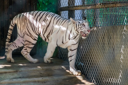 White tiger pacing in cage in Sanjay Gandhi Jaivik Udyan zoo