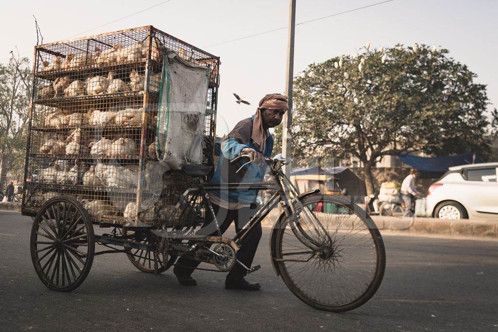 Man pushing a tricycle chicken cart with Indian broiler chickens in cages at Ghazipur murga mandi, Ghazipur, Delhi, India, 2022