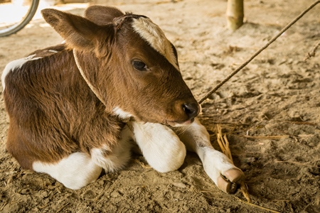 Small dairy calf tied up at Sonepur cattle fair in Bihar