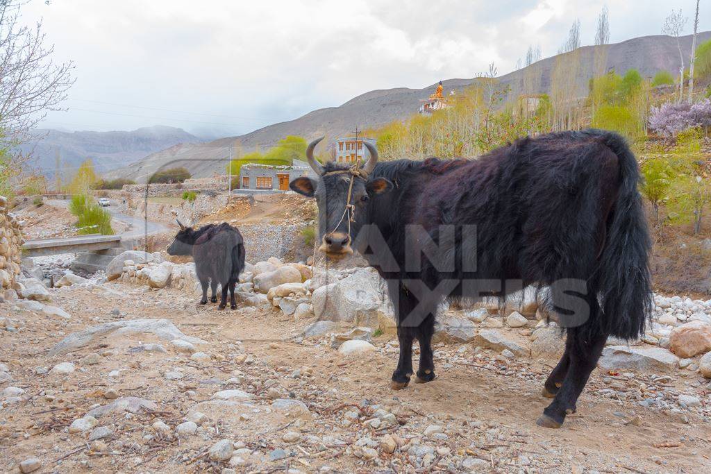 Photo of Indian dzo (male) or dzomo (female) a hybrid yak and cow cross in Ladakh in the Himalaya mountains in India