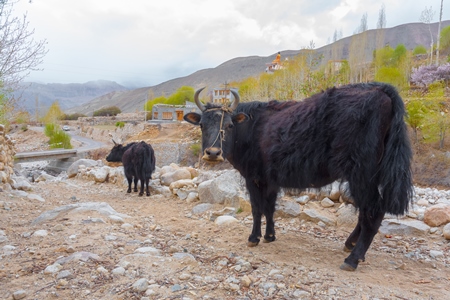 Photo of Indian dzo (male) or dzomo (female) a hybrid yak and cow cross in Ladakh in the Himalaya mountains in India