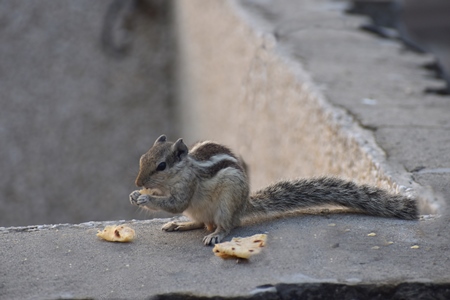 Indian palm squirrel eating roti