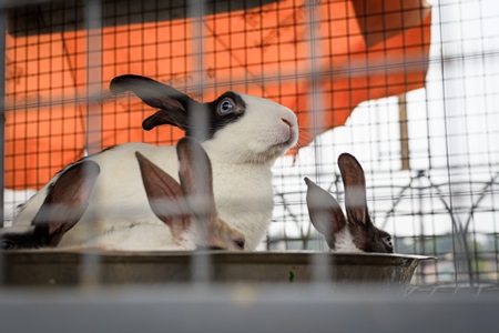 Rabbits on sale in cages at a live animal market on the roadside at Juna Bazaar in Pune, Maharashtra, India, 2021